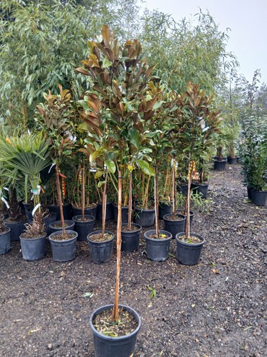 Magnolia grandiflora 20l 180cm - magnolia,
