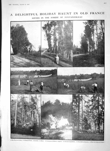 Old antique print 1910 forest - old,