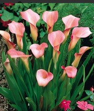 1 x  Pink Calla Lilly
