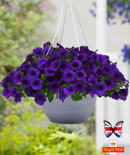 Petunia 200 seeds royal - 200,
