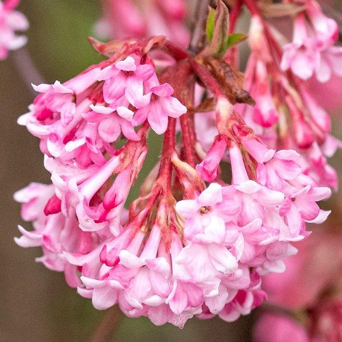 Viburnum charles lamont - viburnum,