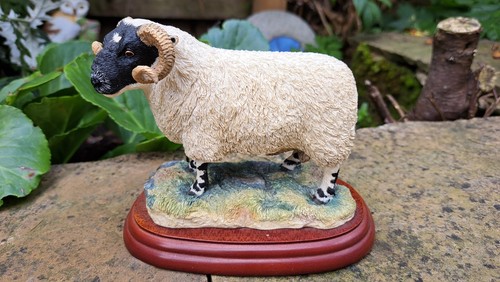 Border fine arts sheep - fine,