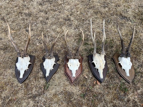 Nice roe deer - roe, deer/buck