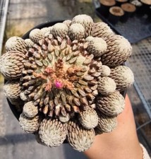 9cm Pelecyphora asseliformis