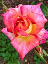 Sheila’s Perfume - Bicoloured Yellow-Red Blooms – Floribunda Rose - Bare Root