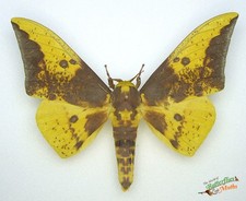 Eacles Imperialis Yellow Silk