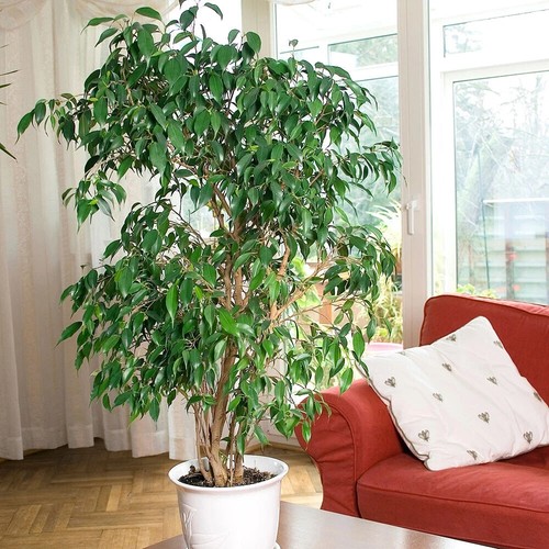 Large tall exotic tree - large, ft
