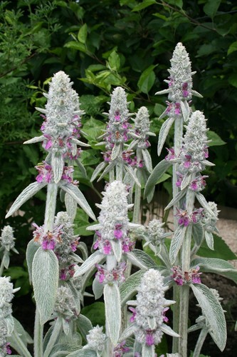 Lamb ears plants - lamb's,