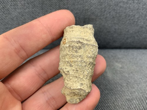 Unprepared fossil coral - unprepared,