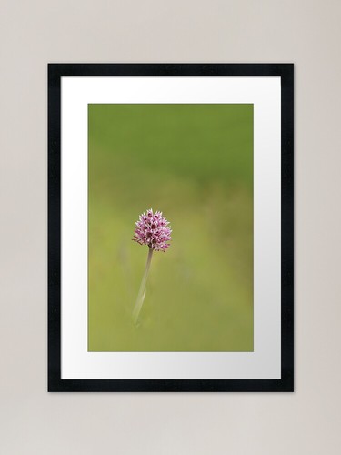 Monkey orchid framed - monkey,
