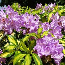 Rhododendron Blattgold 4Lt Pot XXL Evergreen Flowering Shrub Plants to your door
