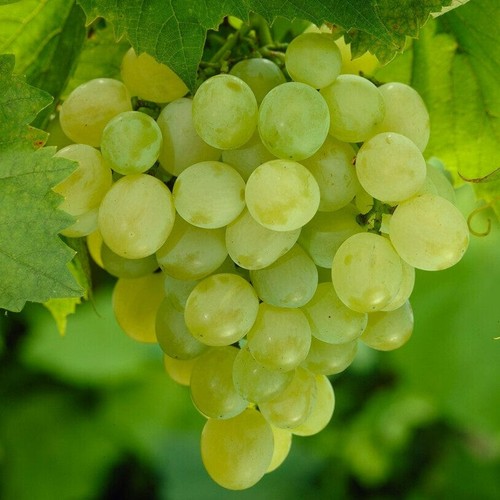 White grape vitis plant - white,