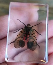 Real FLYING BEETLE Bug Insect