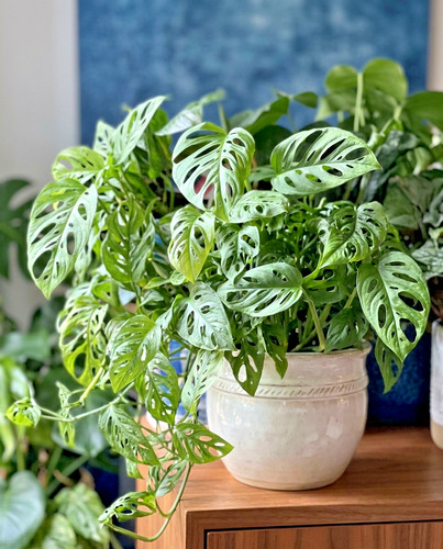 Monstera adansonii swiss - monstera,