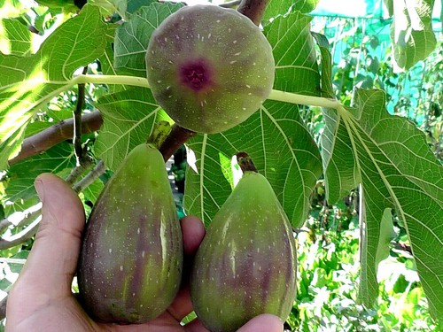 Fig tree from cyprus longue - tree,