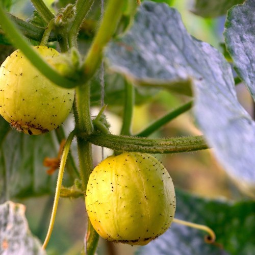 Cucumber crystal lemon - cucumber,