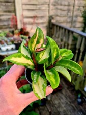 Hoya Australis Tricolour -
