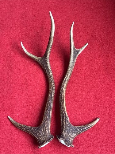 Pair sika deer - sika, antlers