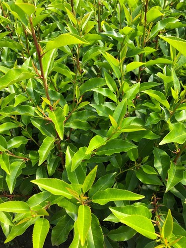 Portuguese laurel hedging - 5x,