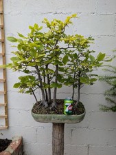 Bonsai tree - bonsai,