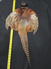 Rooster RINGNECK PHEASANT SKIN