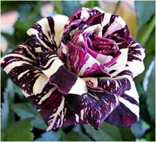 Black Dragon Rose Seeds Garden Plant Flower Seeds - UK