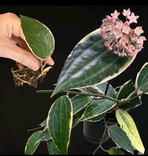 Hoya Macrophylla Variegated