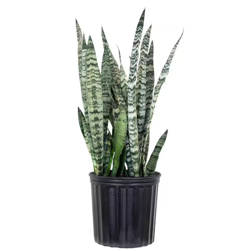 Live snake plant - live,