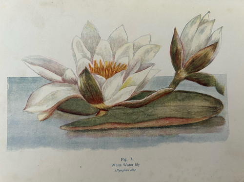 Antique botanical print c1910 - antique,