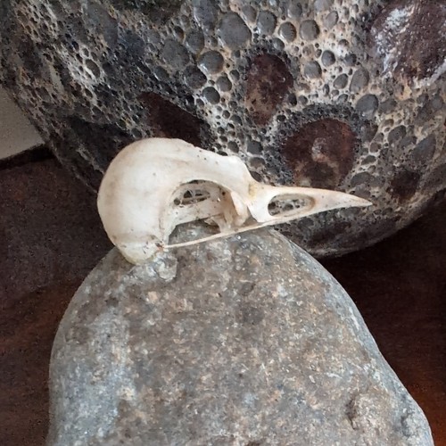 Tiny real bird skull - real,