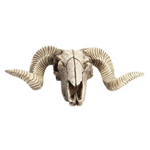 Ram skull with horns - skull,