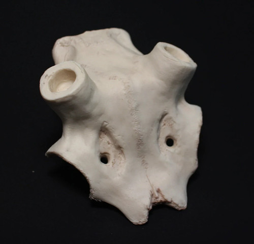 Deer replica partial skull kit