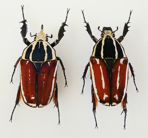 Mecynorrhina torquata - mecynorrhina,