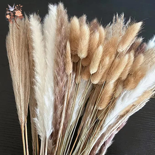 Natural pampas dried flowers - dried,