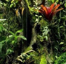 TERRARIUM VIVARIUM DECOR KIT