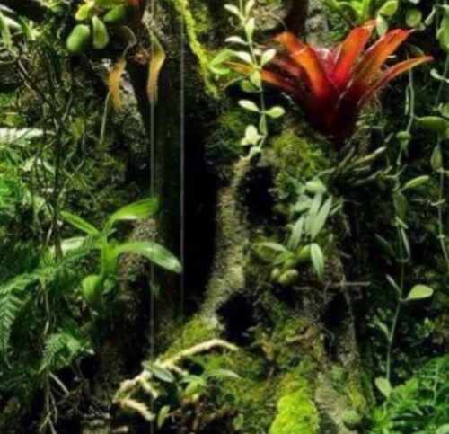 Terrarium vivarium decor - terrarium,