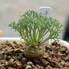1.4CM Succulent Cactus Plant Sarcocaulon Peniculinum Home Garden Beautiful Plant