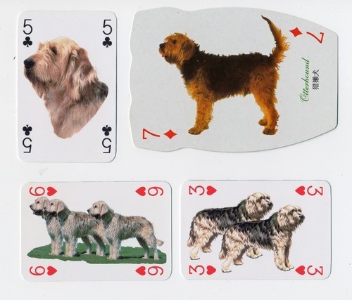 Otterhound collection - otterhound,