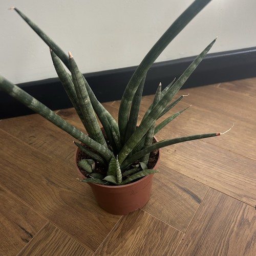 Sansevieria cylindrica snake - sansevieria,