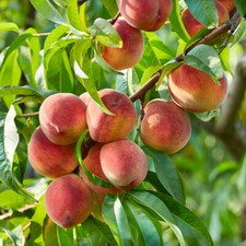 Peach 'Suncrest' Prunus