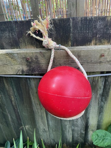 Red mooring lobster crab - mooring, /