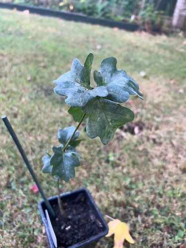 General pulaski oak sapling - oak,