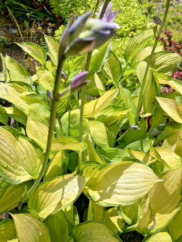 Hosta gold standard plant - 'gold,