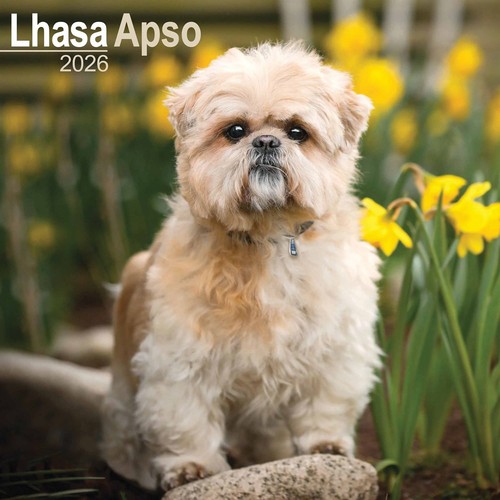 Lhasa apso calendar 2026 - apso,
