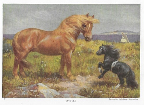 Suffolk punch custom - -, matted