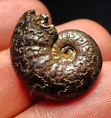 Uncommon gleviceras pyrite - uncommon,