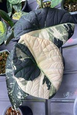 ALOCASIA MAHARANI ALBO 