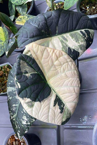 Alocasia maharani albo - albo,