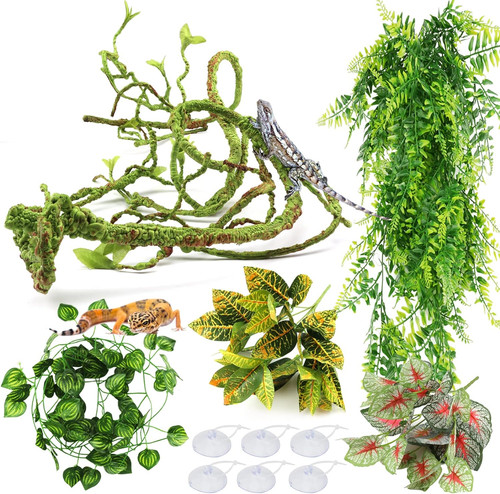 Reptile plants terrarium - reptile,