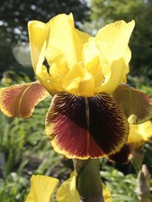 1L Pot Iris Germanica Rajah-